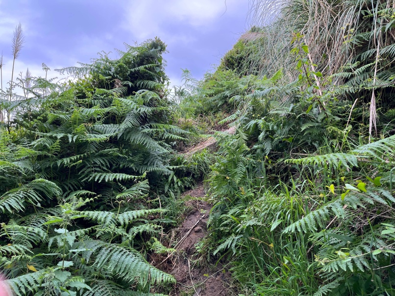 Les grosses foug&egrave;res
